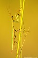 <br><br>Nom anglais : European Mantis
<br>Portrait d'un mâle
<br><br>La Mante religieuse est protégée de portée :
<br><b>Régionale</b> :
<br><a target="_blank" href="http://www.legifrance.gouv.fr/affichTexte.do?cidTexte=JORFTEXT000000728852&dateTexte="><u>Insectes en région Ile-de-France : Article 1</u></a target="_blank" href="http://www.legifrance.gouv.fr/affichTexte.do?cidTexte=JORFTEXT000000728852&dateTexte=">
<br><br>
 Mante religieuse
Mantis religiosa
European Mantis
protégée
Régionale
Insectes
mâle 