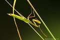 <br><br>Nom anglais : European Mantis
<br><br>La Mante religieuse est protégée de portée :
<br><b>Régionale</b> :
<br><a target="_blank" href="http://www.legifrance.gouv.fr/affichTexte.do?cidTexte=JORFTEXT000000728852&dateTexte="><u>Insectes en région Ile-de-France : Article 1</u></a target="_blank" href="http://www.legifrance.gouv.fr/affichTexte.do?cidTexte=JORFTEXT000000728852&dateTexte=">
<br><br> Mante religieuse
Mantis religiosa
European Mantis
protégée
Régionale
Insectes
 