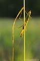 <br><br>Nom anglais : European Mantis
<br><br>La Mante religieuse est protégée de portée :
<br><b>Régionale</b> :
<br><a target="_blank" href="http://www.legifrance.gouv.fr/affichTexte.do?cidTexte=JORFTEXT000000728852&dateTexte="><u>Insectes en région Ile-de-France : Article 1</u></a target="_blank" href="http://www.legifrance.gouv.fr/affichTexte.do?cidTexte=JORFTEXT000000728852&dateTexte=">
<br><br> Mante religieuse
Mantis religiosa
European Mantis
protégée
Régionale
Insectes
 