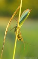 <br><br>Nom anglais : European Mantis
<br>Portrait d'un mâle
<br><br>La Mante religieuse est protégée de portée :
<br><b>Régionale</b> :
<br><a target="_blank" href="http://www.legifrance.gouv.fr/affichTexte.do?cidTexte=JORFTEXT000000728852&dateTexte="><u>Insectes en région Ile-de-France : Article 1</u></a target="_blank" href="http://www.legifrance.gouv.fr/affichTexte.do?cidTexte=JORFTEXT000000728852&dateTexte=">
<br><br>
 Mante religieuse
Mantis religiosa
European Mantis
protégée
Régionale
Insectes
mâle 