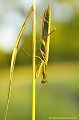 <br><br>Nom anglais : European Mantis
<br><br>La Mante religieuse est protégée de portée :
<br><b>Régionale</b> :
<br><a target="_blank" href="http://www.legifrance.gouv.fr/affichTexte.do?cidTexte=JORFTEXT000000728852&dateTexte="><u>Insectes en région Ile-de-France : Article 1</u></a target="_blank" href="http://www.legifrance.gouv.fr/affichTexte.do?cidTexte=JORFTEXT000000728852&dateTexte=">
<br><br> Mante religieuse
Mantis religiosa
European Mantis
protégée
Régionale
Insectes
 
