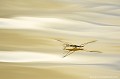 <br><br>Nom anglais : Water strider
<br>Le Gerris commun est une punaise aquatique
<br><br> Gerris commun
Punaise aquatique
Aquarius najas
Gerris
Punaise
 