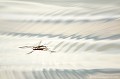 <br><br>Nom anglais : Water strider
<br>Le Gerris commun est une punaise aquatique
<br><br> Gerris
Punaise aquatique
Aquarius najas
France
Auvergne
Allier 