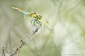 <br><br>Nom anglais : Ruddy Darter
<br>Sympétrum sanguin femelle
<br><br> Sympétrum sanguin
Sympetrum sanguineum
Ruddy Darter
femelle
 