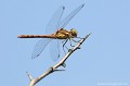 <br><br>Autre nom français du Sympétum strié : Sympétrum fascié
<br>Nom anglais : Common Darter
<br>Sympétrum strié mâle
<br><br> Sympétrum strié 
Sympetrum striolatum
Sympétrum fascié
Common Darter
mâle 
