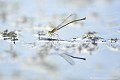 <br><br>Nom anglais : Blue-tailed Damselfly
<br>Agrion élégant femelle de type B
<br><br> Agrion élégant
Ischnura elegans
Blue-tailed Damselfly
Agrion élégant femelle de type B
femelle 