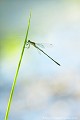 <br><br>Nom anglais : Chalcolestes viridis
<br>Lestes vert mâle
<br><br> Leste vert 
Lestes viridis 
Chalcolestes viridis 
Mâle 
 