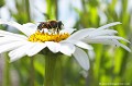 <br><br>Nom anglais : Drone Fly
<br><br>Eristale tenace femelle 
<br><br> Éristale tenace
Eristalis tenax
Éristale gluante 
Drone Fly
Mouche
femelle
français 