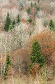 <br><br>Sapins, hêtres et autres feuillus près dOrcival au sud de la Chaine des Puys en hiver.
<br><br>Photo réalisée en France, dans le Puy-de-Dôme (Auvergne)<br><br> Paysage
Parce Naturel Régional
Volcans
Sapins
hêtres
feuillus
Orcival
Chaine des Puys
France
Auvergne 