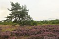<br><br>Lande à bruyères au Plateau de la Verrerie.
<br><br>Photo réalisée en France, dans l'Allier (Auvergne)<br><br> Lande à Bruyères
Plateau de la Verrerie
France
Auvergne
Allier 