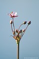 <br><br>Autres noms français du Butome en ombelle : Jonc fleuri, Carélé ou Flûteau
<br>Nom anglais : Flowering-rush
<br><br>Plante aquatique protégée dans plusieurs régions de France.
<br><br> Butome en ombelle
Jonc fleuri
Carélé
Flûteau
Butomus umbellatus
Flowering-rush
aquantique
plante
protégée
France
Auvergne
Allier 