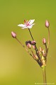 <br><br>Autres noms français du Butome en ombelle : Jonc fleuri, Carélé ou Flûteau
<br>Nom anglais : Flowering-rush
<br><br>Plante aquatique protégée dans plusieurs régions de France.
<br><br> Butome en ombelle
Jonc fleuri
Carélé
Flûteau
Butomus umbellatus
Flowering-rush
aquantique
plante
protégée
France
Auvergne
Allier 