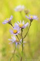 <br><br>Autres noms français de l'Aster Amelle : Marguerite de la Saint-Michel ; Étoilée
<br><br>Cette fleur est protégée de portée :
<br><b>Nationale</b> :
<br><a target="_blank" href="http://legifrance.gouv.fr/affichTexte.do?cidTexte=JORFTEXT000000865328"><u> Espèces végétales protégées sur l'ensemble du territoire : Article 1
</u></a target="_blank" href="http://legifrance.gouv.fr/affichTexte.do?cidTexte=JORFTEXT000000865328">
<br><br>Photo réalisée en France, dans l'Allier (Auvergne) Aster Amelle
Aster amellus
fleur
Margueritte de la Saint-Michel
étoilée
protégée
végétales 