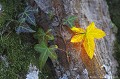 <br><br>Autres nom français du Lierre grimpant : Lierre rampant ou Lierre commun
<br>Nom anglais : Common Ivy
<br><br> Lierre grimpant 
Hedera helix
Lierre rampant
Lierre commun
Common Ivy
français

 