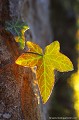 <br><br>Autres nom français du Lierre grimpant : Lierre rampant ou Lierre commun
<br>Nom anglais : Common Ivy
<br><br> Lierre grimpant 
Hedera helix
Lierre rampant
Lierre commun
Common Ivy
français

 