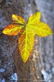 <br><br>Autres nom français du Lierre grimpant : Lierre rampant ou Lierre commun
<br>Nom anglais : Common Ivy
<br><br> Lierre grimpant 
Hedera helix
Lierre rampant
Lierre commun
Common Ivy
français

 