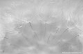 <br><center><font color="#FF9900">Photo primée au Festival Européen de la Photographie Nature Photosynthèse 2013</font></center>
<br><br>Autre nom français du pissenlit : Dent-de-lion
<br>Akènes d'une fleur de Pissenlit
<br><br> Pissenlit
Taraxacum officinale
Dent-de-lion
fleur
Akènes
Photo primée
Festival Européen
Photographie Nature 