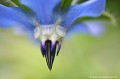 <br><br>Nom anglais : Borage
<br><br> Bourrache officinale
Borago officinalis
Borage
 
