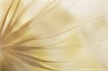 <br><br>Détail des akènes d'une fleur de Salsifis à feuilles de Crocus 
<br><br>
 Salsifis à feuilles de crocus
Tragopogon crocifolius
fleur
Salsifis
akènes

 