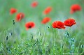 <br><br>Nom anglais :  Corn Poppy
<br><br> Coquelicots
Papaver rhoeas
Corn Poppy
 