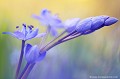 <br><br>Nom anglais : Two-leaf squill
<br><br> Scille à deux feuilles
Scilla bifolia
Two-leaf squill
 