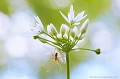 <br><br>Autres noms français de l'Ail des ours : Ail à larges feuilles; Ail sauvage<br><br>
L'Ail des ours se trouve sur la Liste Rouge européenne de l'UICN (2012)
<br><br> Ail des ours
Allium ursinum
Ail
Allium
Liste Rouge
UICN
 