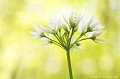 <br><br>Autres noms français de l'Ail des ours : Ail à larges feuilles; Ail sauvage
<br><br>L'Ail des ours se trouve sur la Liste Rouge européenne de l'UICN (2012)
<br><br> Ail des ours
Allium ursinum
Ail
Allium
Liste Rouge
UICN
 