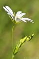 <br><br>Nom anglais : Greater Stitchwort
<br><br> Stellaire holostée
Stellaria holostea
Greater Stitchwort
 