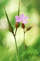 <br><br>Autres noms français de la fleur de Géranium Herbe à Robert : Herbe rouge ou Aiguille Notre-Dame
<br><br>Nom anglais : Herb Robert
<br><br> Géranium Herbe à Robert
Geranium robertianum
Herb Robert
Herbe rouge
Aiguille Notre-Dame
fleur
français
 