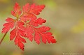 <br><br>Autres noms français de la fleur du Géranium Herbe à Robert : Herbe rouge ou aiguille Notre-Dame
<br><br>Nom anglais : Herb Robert
<br><br> Géranium Herbe à Robert
Geranium robertianum
Herb Robert
Herbe rouge
Aiguille Notre-Dame
fleur
Feuille
Français
 