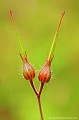 <br><br>Autres noms français de la fleur du Géranium Herbe à Robert : Herbe rouge ou aiguille Notre-Dame
<br>Nom anglais : Herb Robert
<br><br>Siliques de Géranium Herbe à Robert 
<br><br> Géranium Herbe à Robert
Geranium robertianum
Herb Robert
Herbe rouge
Aiguille Notre-Dame
Siliques
fleur
français 