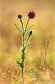 <br><br>Autres noms français du Chardon penché : Chardon musqué; Chardon aux ânes; Cardinal.
<br>Nom anglais : Musk Thistle
<br><br> Chardon penché
Carduus nutans
Musk Thistle
Chardon
Cardinal
français 