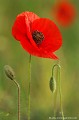 <br><br>Nom anglais : Corn Poppy
<br><br> Coquelicots
Papaver rhoeas
Corn Poppy
 