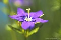 <br><br>Nom anglais : European Venus' looking glass
<br>Le Miroir de Vénus est une fleur protégée de portée régionale :
<br>- Espèces végétales en région Limousin : Article 1
<br><br>
 Miroir de Vénus
Legousia speculum-veneris
European Venus' looking glass
fleur
Miroir
Espèces protégée
végétales
Limousin
 