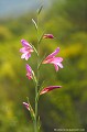 <br><br>Autre nom français du Glaïeul des moissons : Glaïeul d'Italie
<br>Nom anglais : Common sword-lily
<br><br>Le Glaïeul des moissons est une fleur protégée de portée régionale : 
<br><br>- Espèces végétales en région Aquitaine : Article 1
<br>- Espèces végétales en région Auvergne : Article 1
<br>- Espèces végétales en région Limousin : Article 1
<br><br> Glaïeul des moissons
Gladiolus italicus
Common sword-lily
Glaïeul d'Italie
fleur
protégée
végétales
français
 