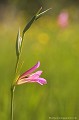 <br><br>Autre nom français du Glaïeul des moissons : Glaïeul d'Italie
<br>Nom anglais :  - Common sword-lily
<br><br>Le Glaïeul des moissons est une fleur protégée de portée régionale : 
<br><br>- Espèces végétales en région Aquitaine : Article 1
<br>- Espèces végétales en région Auvergne : Article 1
<br>- Espèces végétales en région Limousin : Article 1
<br><br> Glaïeul des moissons
Gladiolus italicus
Common sword-lily
Glaïeul d'Italie
fleur
protégée
végétales
français 
