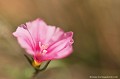 <br><br>Autre nom français du liseron des monts Cantabriques : Herbe de Biscaye 
<br>Nom anglais : Dwarf morning glory
<br><br>Le Liseron des monts Cantabriques est une fleur protégée :
<br>De portée départementale :
 <br>- Liste des espèces végétales protégées en région Rhône-Alpes : Article 2
<br>- Liste des espèces végétales protégées en région Midi-Pyrénées : Articles 4 et 5
<br><br>De portée régionale :
 <br>- Liste des espèces végétales protégées en région Auvergne : Article 1
<br>- Liste des espèces végétales protégées en région Bourgogne : Article 1
<br><br>

 Liseron des monts Cantabriques
Convolvulus cantabrica
Dwarf morning glory
fleur
Liseron
Herbe de Biscaye
espèce protégée
Végétales
français 
