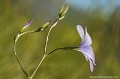 <br><br>Nom anglais : Blue flax
<br><br> Lin de Narbonne
Linum narbonense
Blue flax
 