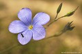 <br><br>Nom anglais : Blue flax
<br><br> Lin de Narbonne
Linum narbonense
Blue flax
 