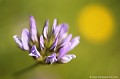 <br><br>La Psoralée à odeur de bitume est une fleur protégée de portée régionale :   
<br>- Espèces végétales en région Limousin : Article 1
<br><br> Psoralée à odeur de bitume
Bituminaria bituminosa
Fleur
protégée
Espèces végétales
Limousin 