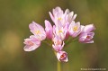 <br><br>Nom anglais : Rosy Garlic
<br><br>L'Ail rosé est une fleur protégée de portée régionale :
<br>- Espèces végétales en région Aquitaine : Article 1
<br><br> Ail rosé
Allium roseum
Rosy Garlic
fleur
protégée
végétale
Aquitaine 