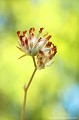 <br><br>Autre nom français de l'Anthyllide vulnéraire :  Vulnéraire des causses
<br>Nom anglais : Common kidneyvetch
<br><br> Anthyllide vulnéraire
Anthyllis vulneraria
Common kidneyvetch
Vulnéraire des causses 