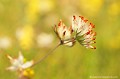 <br><br>Autre nom français de l'Anthyllide vulnéraire :  Vulnéraire des causses
<br>Nom anglais : Common kidneyvetch
<br><br> Anthyllide vulnéraire
Anthyllis vulneraria
Common kidneyvetch
Vulnéraire des causses 