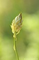 <br><br>Autres noms français de la Catananche bleue : Cupidone; Cigaline; Cigalon
<br><br>La Catananche bleue est protégée de portée départementale : 
<br>- Liste des espèces végétales protégées en région Aquitaine : Article 5
<br><br>
  