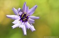 <br><br>Autres noms français de la Catananche bleue : Cupidone; Cigaline; Cigalon
<br><br>La Catananche bleue est protégée de portée départementale : 
<br>- Liste des espèces végétales protégées en région Aquitaine : Article 5
<br><br>  