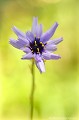 <br><br>Autres noms français de la Catananche bleue : Cupidone; Cigaline; Cigalon
<br><br>La Catananche bleue est protégée de portée départementale : 
<br>- Liste des espèces végétales protégées en région Aquitaine : Article 5
<br><br>  