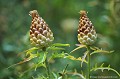 <br><br>Autre nom français de la Leuzée conifère : Pomme-de-pin
<br><br> Cette fleur est protégée de portée départementale :
<br>-  Liste des espèces végétales protégées en région Midi-Pyrénées : Articles 4 et 5
<br><br> Cette fleur est protégée de portée régionale :
<br>- Liste des espèces végétales protégées en région Limousin : Article 1
<br>- Liste des espèces végétales protégées en région Aquitaine : Article 1
<br><br>



  