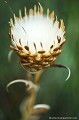 <br><br>Autre nom français de la Leuzée conifère : Pomme-de-pin
<br><br> Cette fleur est protégée de portée départementale :
<br>-  Liste des espèces végétales protégées en région Midi-Pyrénées : Articles 4 et 5
<br><br> Cette fleur est protégée de portée régionale :
<br>- Liste des espèces végétales protégées en région Limousin : Article 1
<br>- Liste des espèces végétales protégées en région Aquitaine : Article 1
<br><br>

  