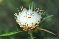 <br><br>Autre nom français de la Leuzée conifère : Pomme-de-pin
<br><br> Cette fleur est protégée de portée départementale :
<br>-  Liste des espèces végétales protégées en région Midi-Pyrénées : Articles 4 et 5
<br><br> Cette fleur est protégée de portée régionale :
<br>- Liste des espèces végétales protégées en région Limousin : Article 1
<br>- Liste des espèces végétales protégées en région Aquitaine : Article 1
<br><br>

  