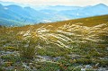 <br><br>Autres noms français de la Stipe pennée : Stipe à feuilles pennées, Stipe plumeuse, Cheveu-d'ange, Cheveu-de-vieille,  Cheveu-de-Marie-Madeleine, Marabout, Plumet.
<br>Nom anglais : Feather Grass
<br><br> La Stipe pennée est protégé de portée départementale :
<br>- Liste des espèces végétales protégées en région Rhône-Alpes : Article 2
<br><br> La Stipe pennée est protégé de portée régionale :
<br>- Liste des espèces végétales protégées en région Bourgogne : Article 1
<br>- Liste des espèces végétales protégées en région Île-de-France : Article 1
<br>- Liste des espèces végétales protégées en région Franche-Comté : Article 1
<br>- Liste des espèces végétales protégées en région Pays-de-la-Loire : Article 1
<br>- Liste des espèces végétales protégées en région Centre : Article 1
<br>- Liste des espèces végétales protégées en région Poitou-Charentes : Article 1
<br>- Liste des espèces végétales protégées en région Alsace : Article 1
<br>-  Liste des espèces végétales protégées en région Haute-Normandie : Article 1
<br><br>
 Stipe pennée
Stipa pennata
Feather Grass
Stipe à feuilles pennées
Stipe plumeuse
Cheveu-d'ange
Marabout
Plumet
protégée
français
Drôme 